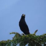 ¡Colombia Sigue Volando…